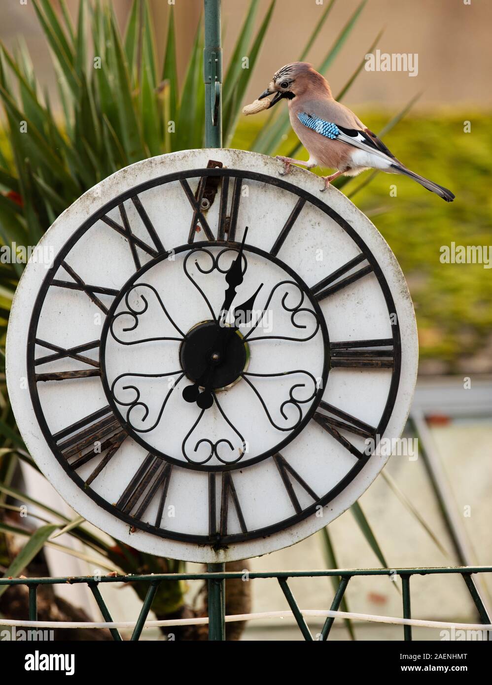 Munch, temps l'heure du déjeuner, un geai nourrir les oiseaux sur l'écrou de singe perché sur une horloge avec chiffres romains en UK jardin. non aiguisé Banque D'Images
