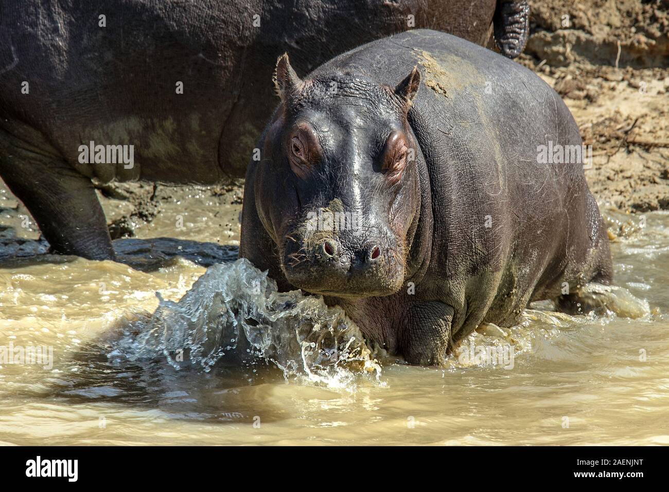 Hippo bébé en route pour la sécurité de l'eau profonde Banque D'Images