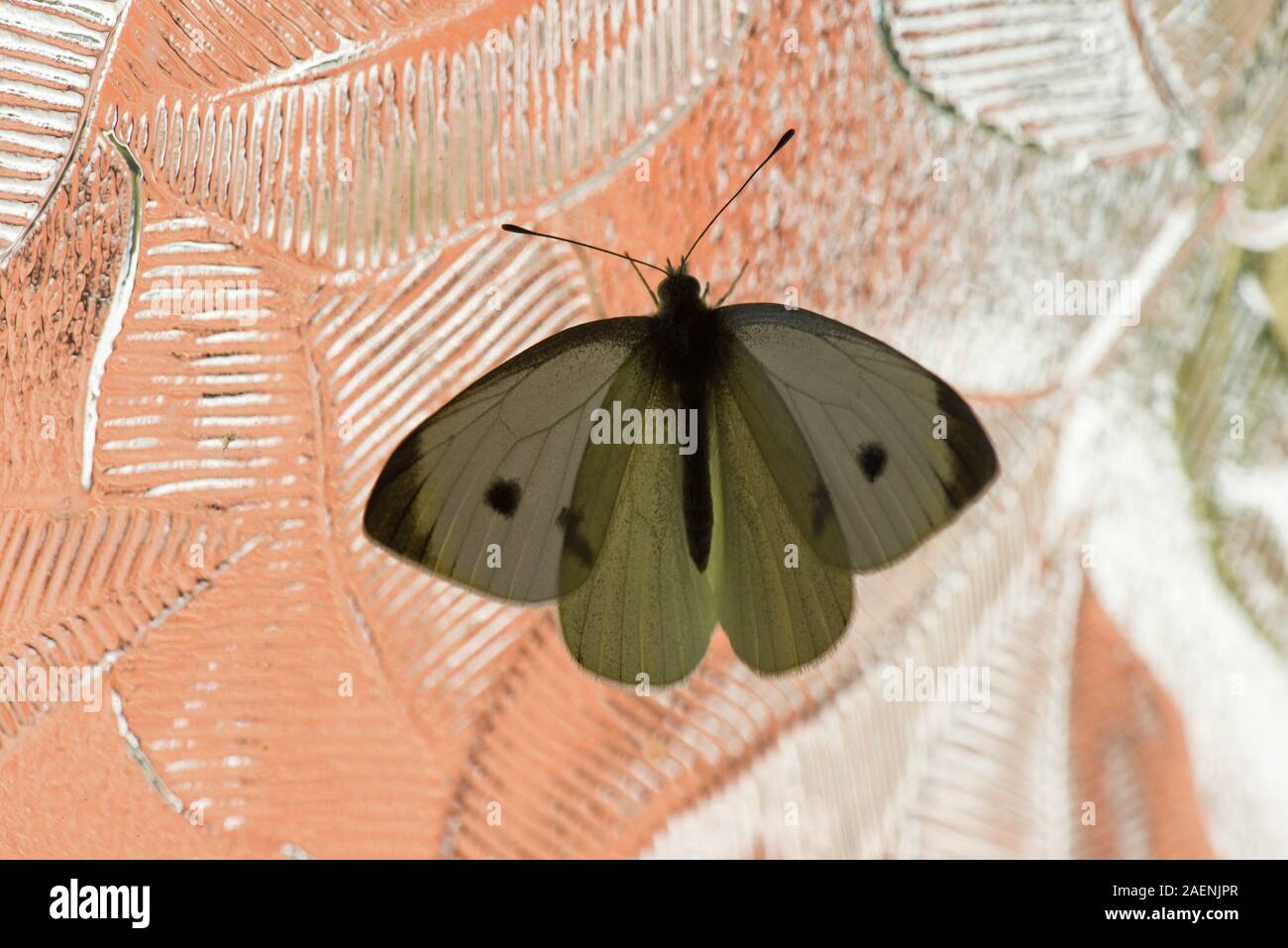 Un petit papillon blanc (Pieris rapae) imago sur un panneau de porte en verre à motifs attiré par la lumière, Août Banque D'Images