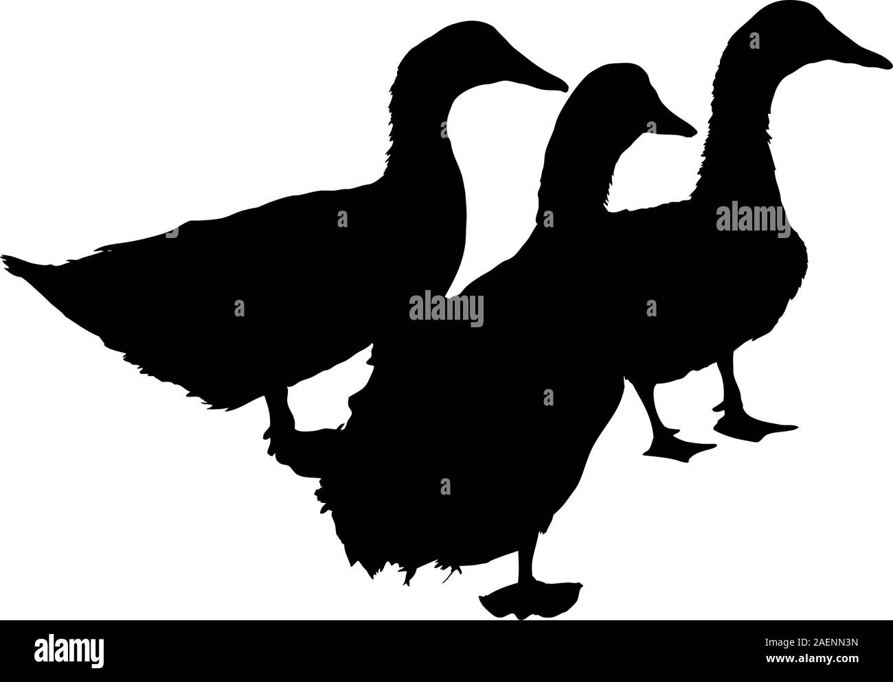 Silhouette de trois beaux canards , vector illustration Illustration de Vecteur