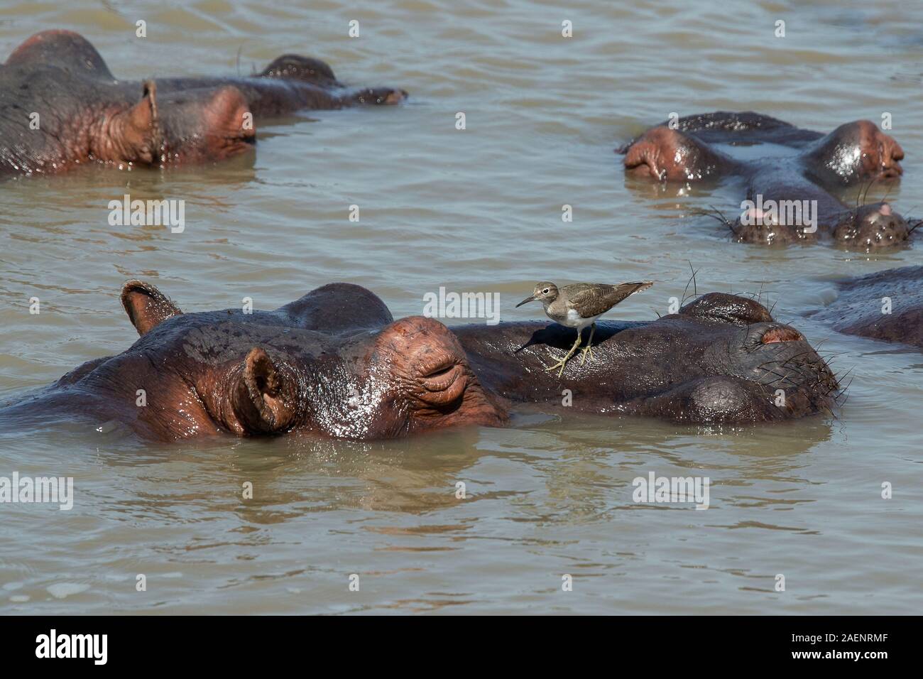 Une politique commune de la recherche de petits invertébrés Bécasseau sur les chefs de l'hippo pod. Banque D'Images
