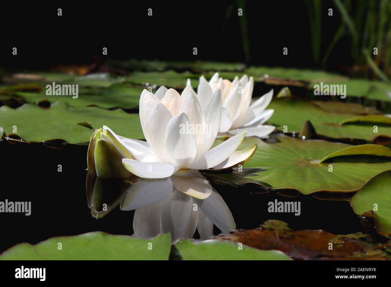 Water Lilies on a sunny day Banque D'Images