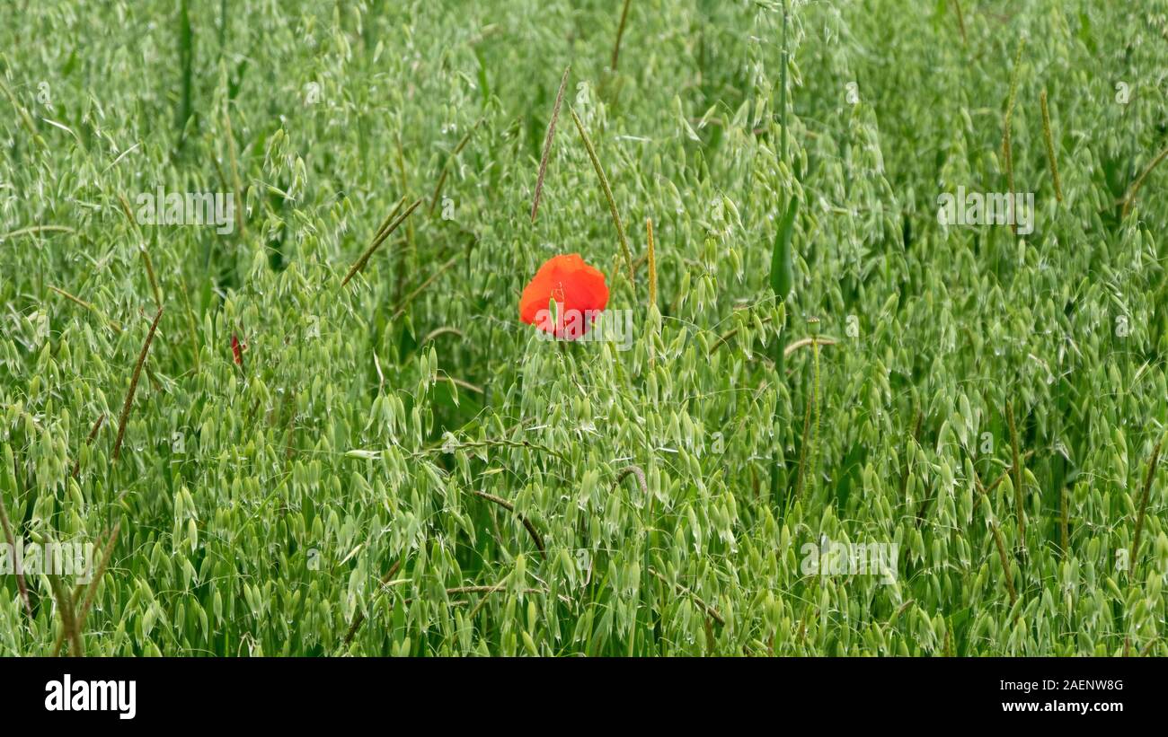 Un coquelicot solitaire dans le champ vert Banque D'Images