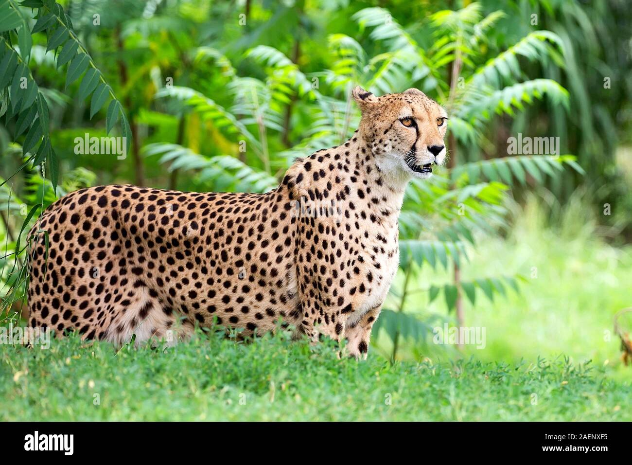 Cheetah dans une clairière un portrait Banque D'Images