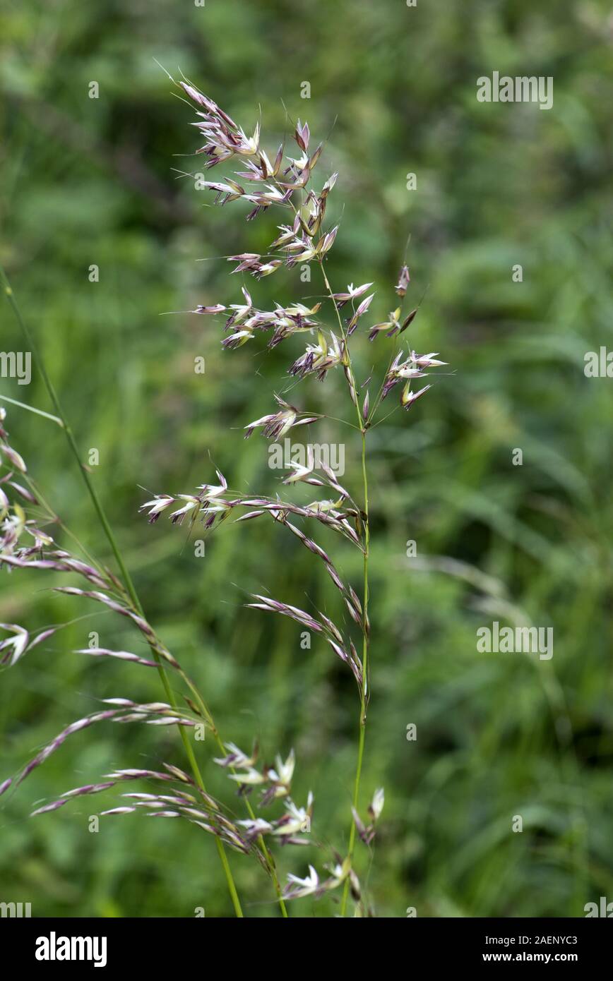 False Oat-grass ou d'oignon, de la table, les pics de floraison Arrhenatherum elatius sur de hautes graminées vivaces, Berkshire, juin Banque D'Images