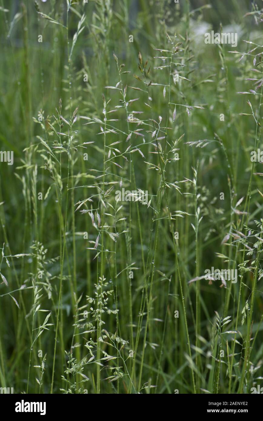 La fétuque des prés, Festuca pratensis, inflorescences à fleurs humide après la pluie en pâturage avec d'autres graminées, Berkshire, juin Banque D'Images