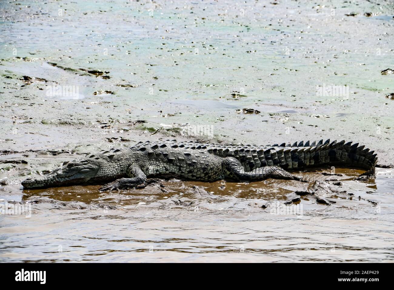 Crocodile sauvage reposant sur de la boue de la rivière. Herradura River, Puntarenas, Costa Rica. Banque D'Images