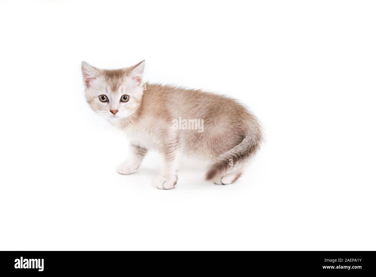 Vue latérale du petit mignon chaton brown tabby shorthair adorable avec sa longue queue. Fluffy cat adorable bébé avec pattes et permanent à la caméra à l'arrière-plan blanc sur studio. Concept d'animaux domestiques, les animaux. Banque D'Images