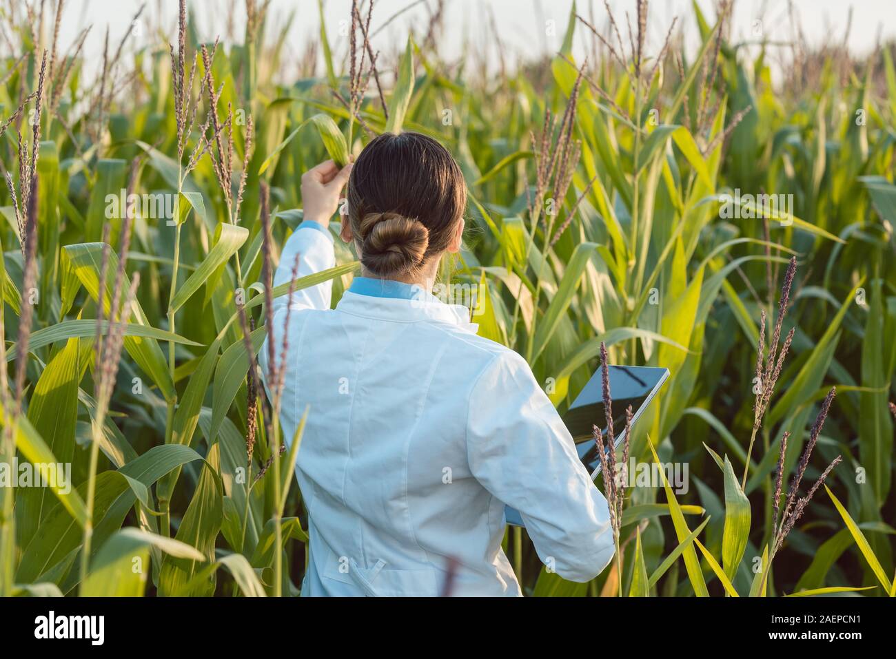 Scientifique au champ de maïs à l'essai d'une nouvelle race d'OGM Banque D'Images