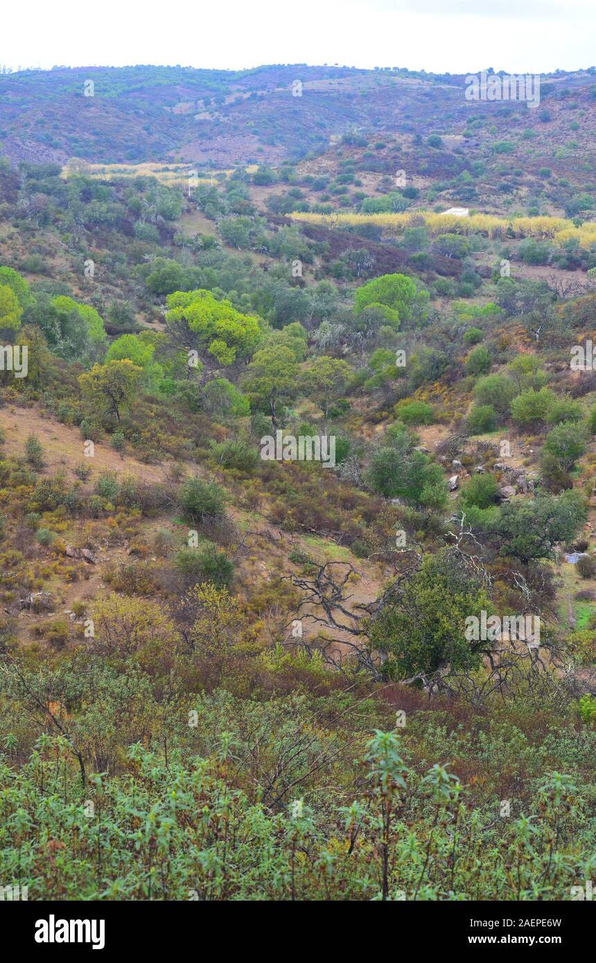 Forêt méditerranéenne la récupération après un feu de forêt, Algarve, Sud du Portugal Banque D'Images