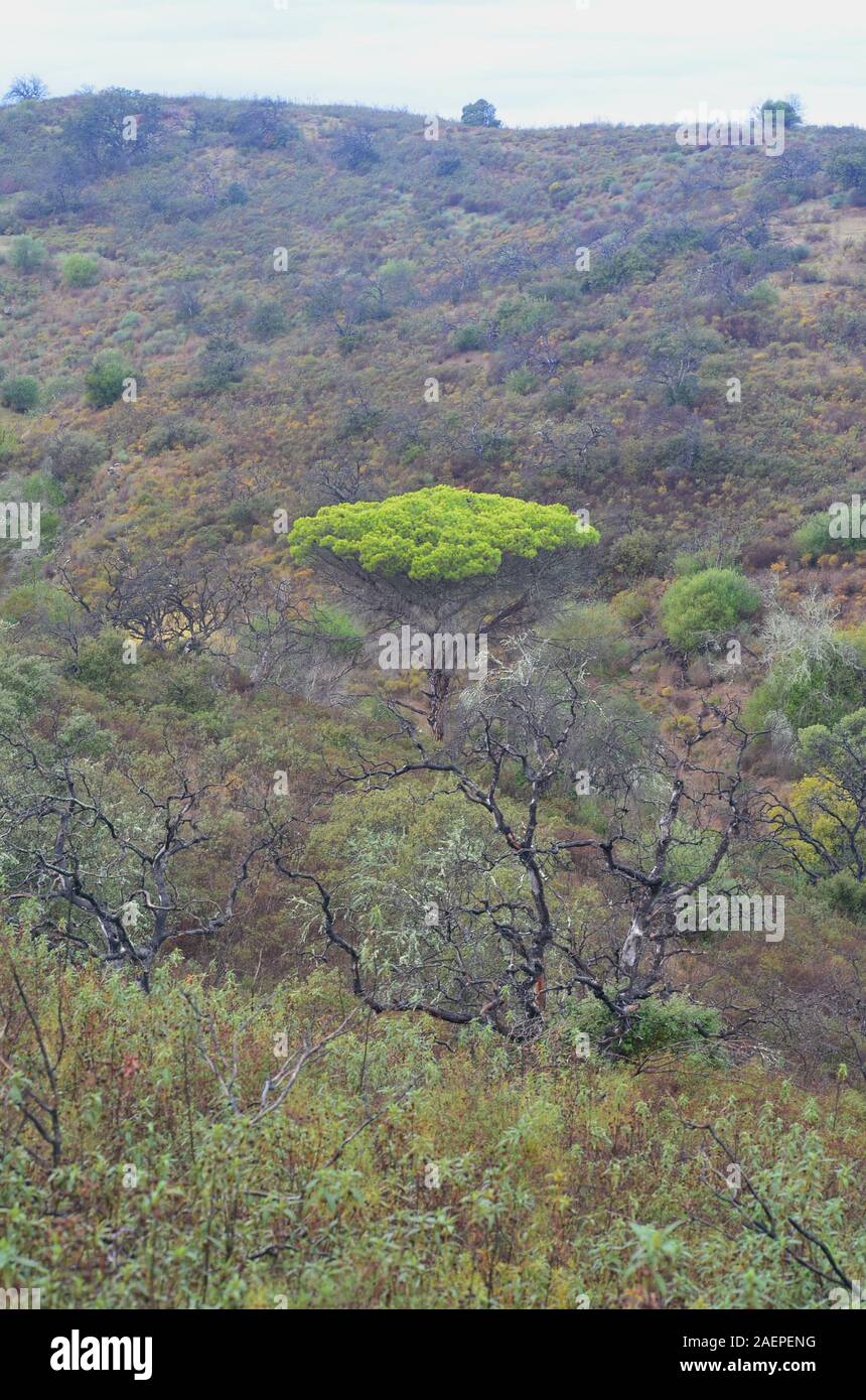 Forêt méditerranéenne la récupération après un feu de forêt, Algarve, Sud du Portugal Banque D'Images