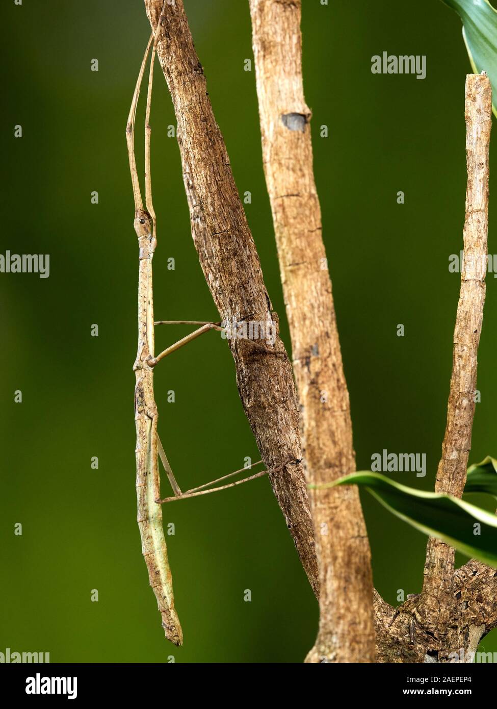 Un plan macro sur un bâton Carausius morosus (insectes) photographié sur un fond vert dans un studio. Banque D'Images