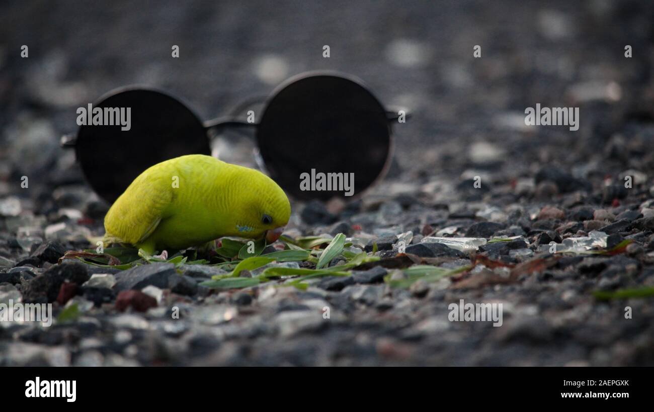 Le charmant oiseau mange de l'herbe jaune Banque D'Images