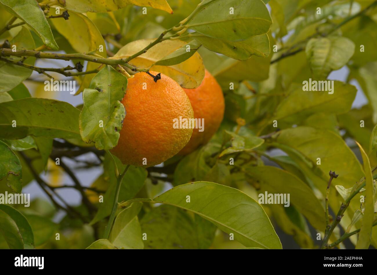 Des oranges cultivées dans un petit village de la côte de la partie inférieure de la rivière Guadiana, Algarve, Sud du Portugal Banque D'Images