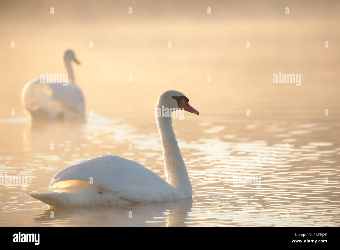 Cygne sur le lac sur un matin brumeux. Banque D'Images