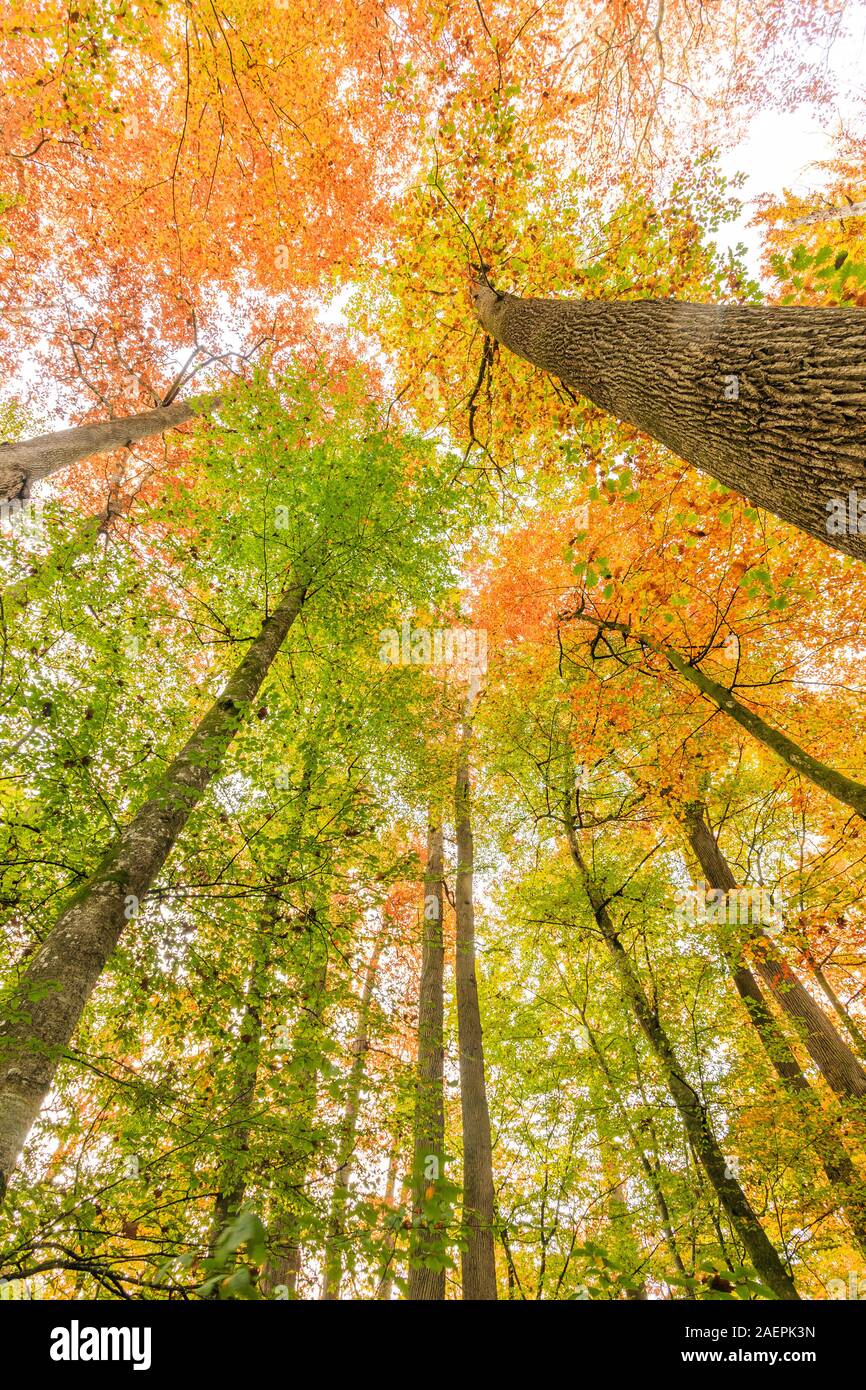 La France, l'Allier, forêt de Tronçais, Saint-Bonnet-Troncais, la réserve biologique de Colbert, la forêt en automne, Banque D'Images