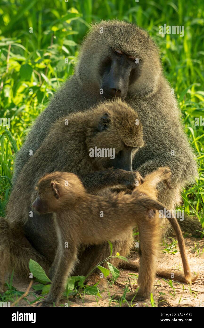Les parents de babouons d'olive inspectent un bébé pour trouver des insectes à manger pendant qu'il lève sa jambe dans le parc national de Tarangire, en Tanzanie. (Nom scientifique: Papio anubis) Banque D'Images