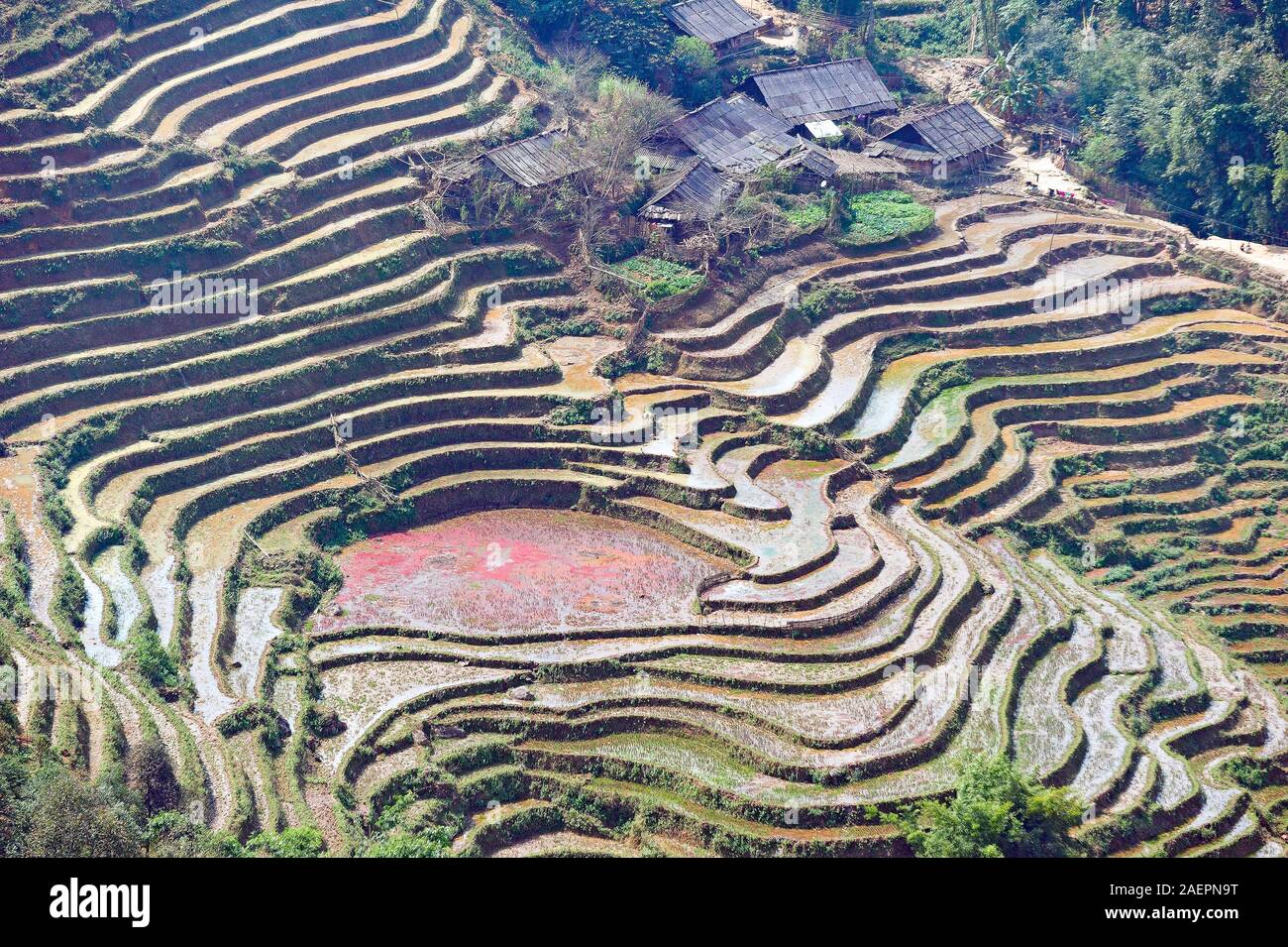 Sapa, Vietnam : terrasses plantées avec du riz en hiver Banque D'Images