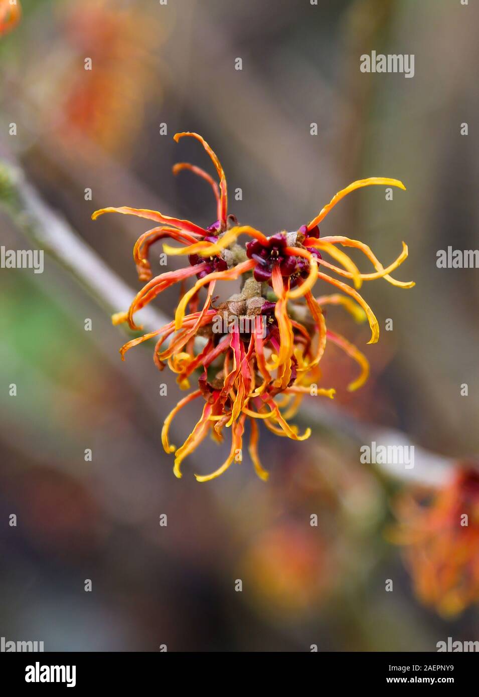 De près de l'orange/rouge fleurs d'une noisette de sorcière, hamamélis Hamamelis x intermedia 'Jelena' floraison d'hiver à feuilles caduques arbuste à fleurs, England, UK Banque D'Images