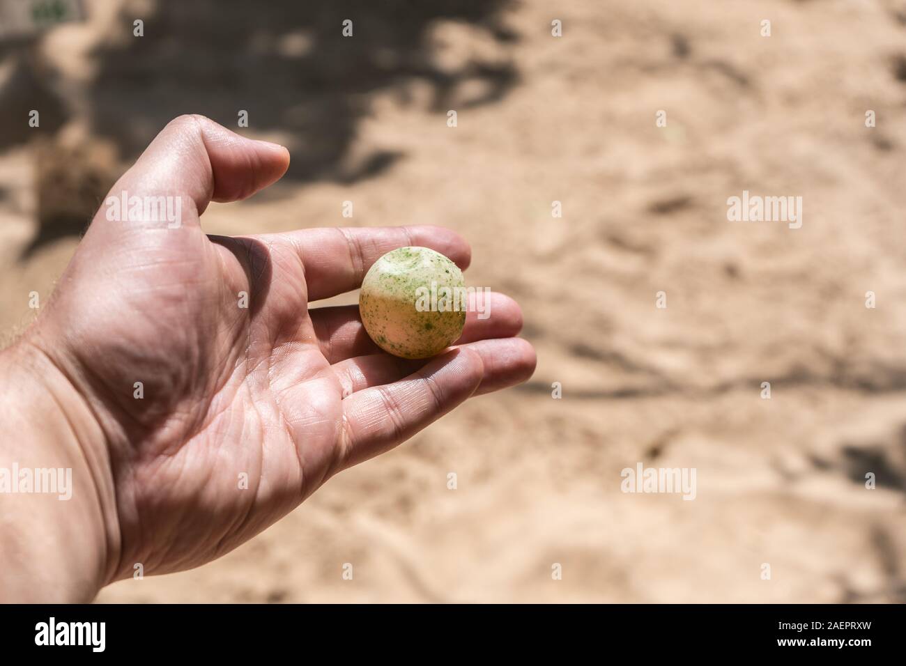 Un homme est titulaire d'un des œufs de tortue dans sa main. Côté masculin avec un close-up des oeufs de tortue. Banque D'Images