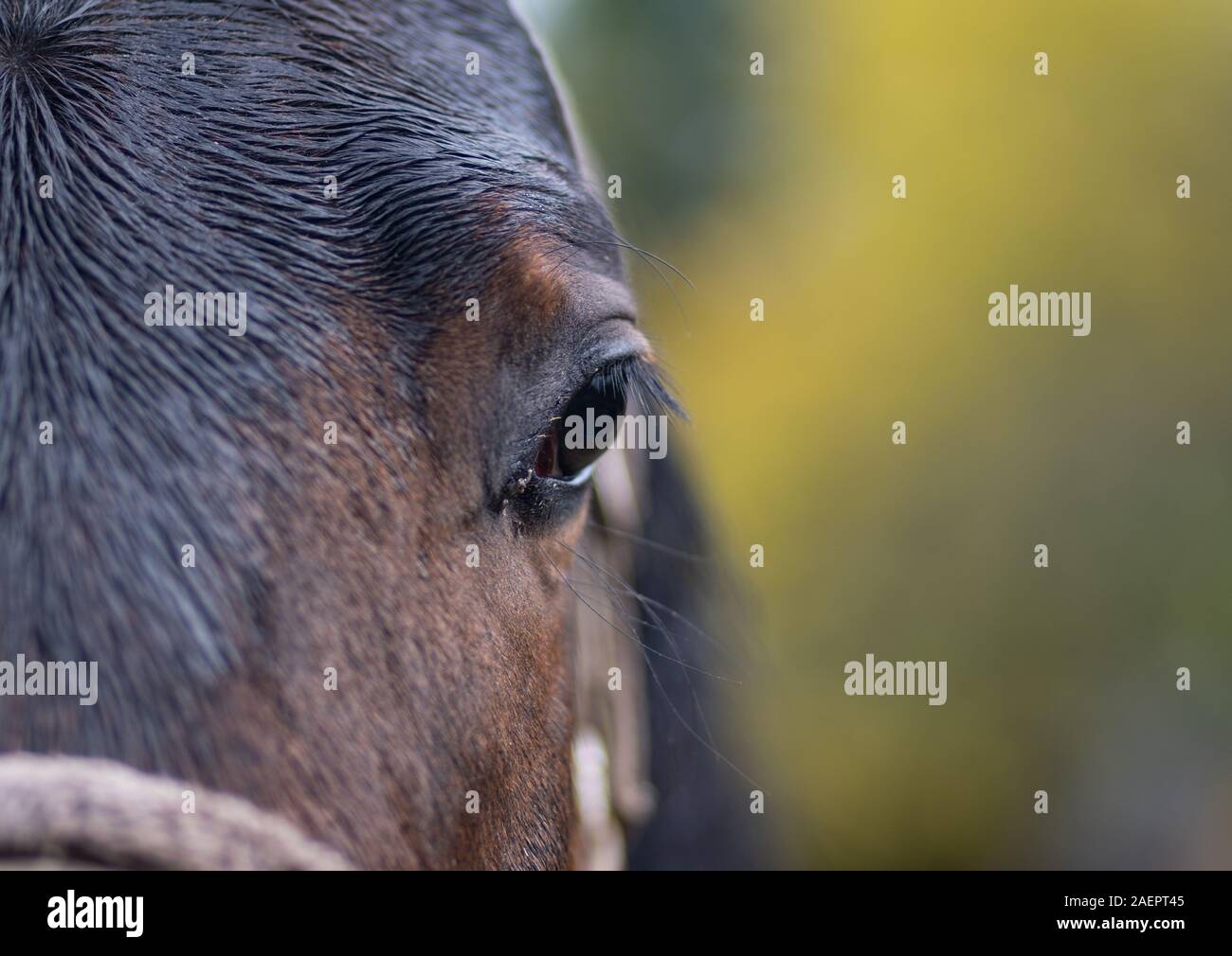 Close-up portrait of a horse en couleur Banque D'Images