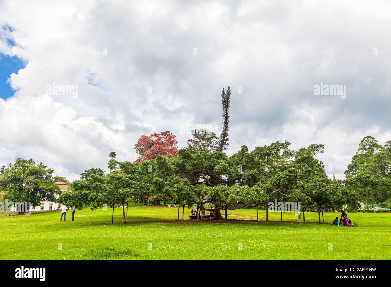 Ficus benjamina dans les jardins botaniques royaux, Peradeniya, Kandy, Sri Lanka Banque D'Images