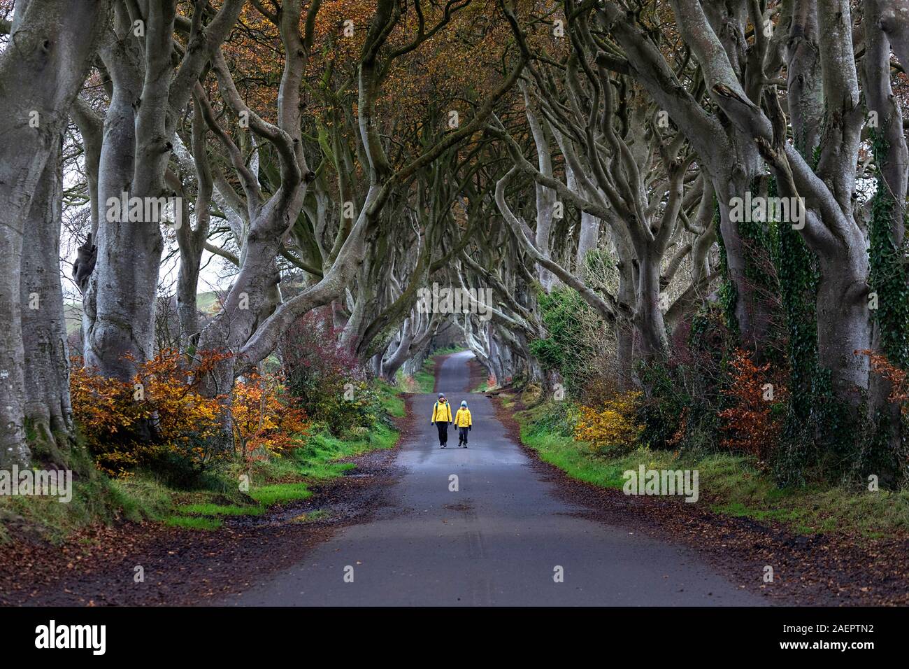 Mère et fils dans la région de yellow jackets marcher au milieu de la route du célèbre Dark Hedges, Irlande du Nord, Royaume-Uni Banque D'Images