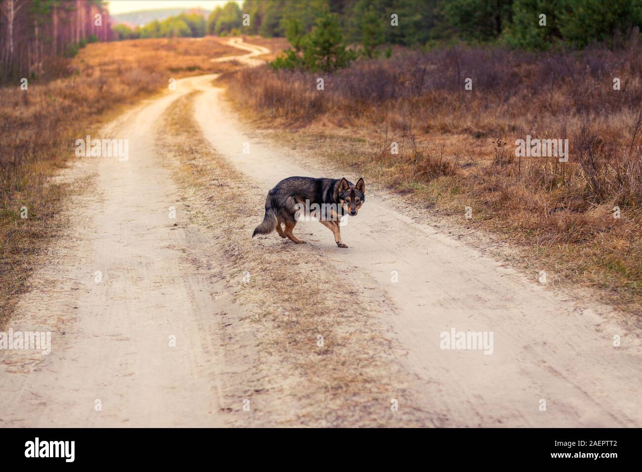 Un hybride loup chien marche le long d'un chemin de terre dans la forêt d'automne. Portrait of a dog walking outdoors Banque D'Images