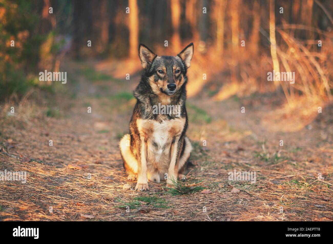 Hybride loup chien assis sur une clairière dans la forêt d'automne. Portrait of a dog walking outdoors Banque D'Images