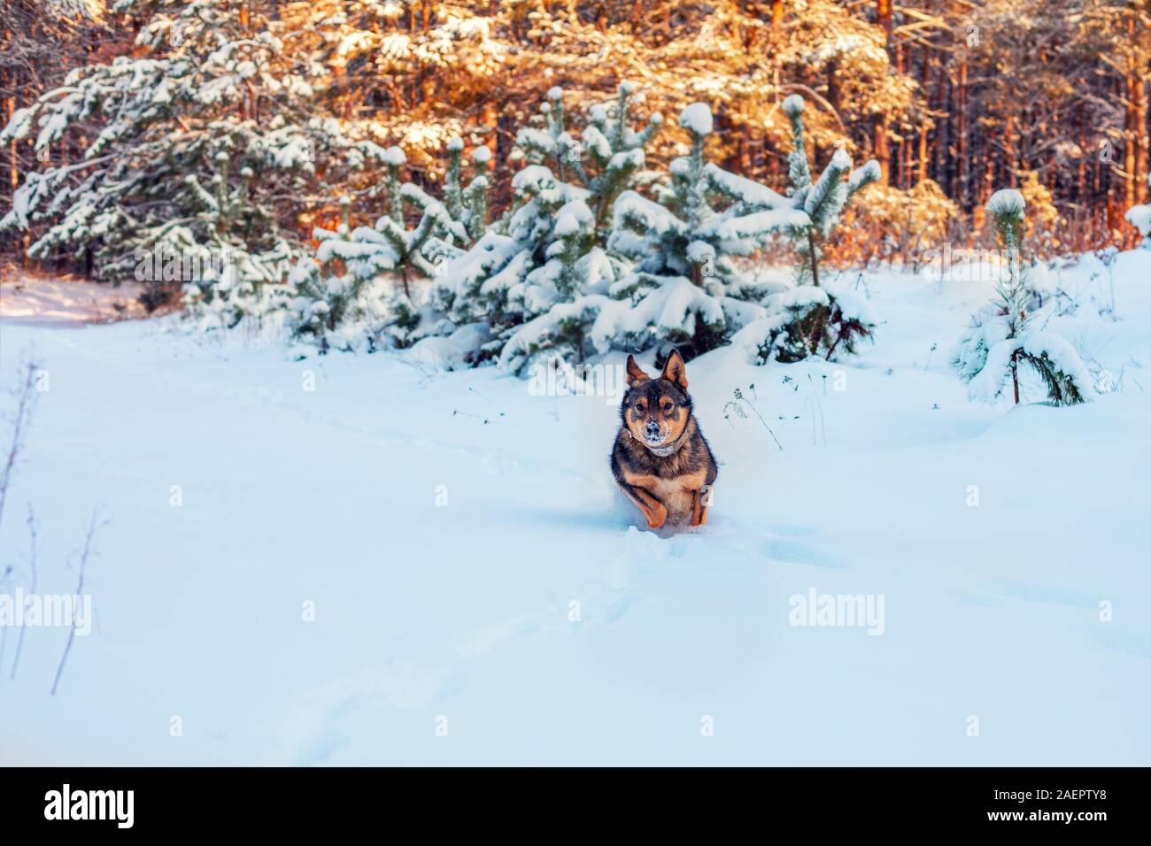 Hybride loup chien court dans la neige profonde dans une pinède en hiver neige Banque D'Images
