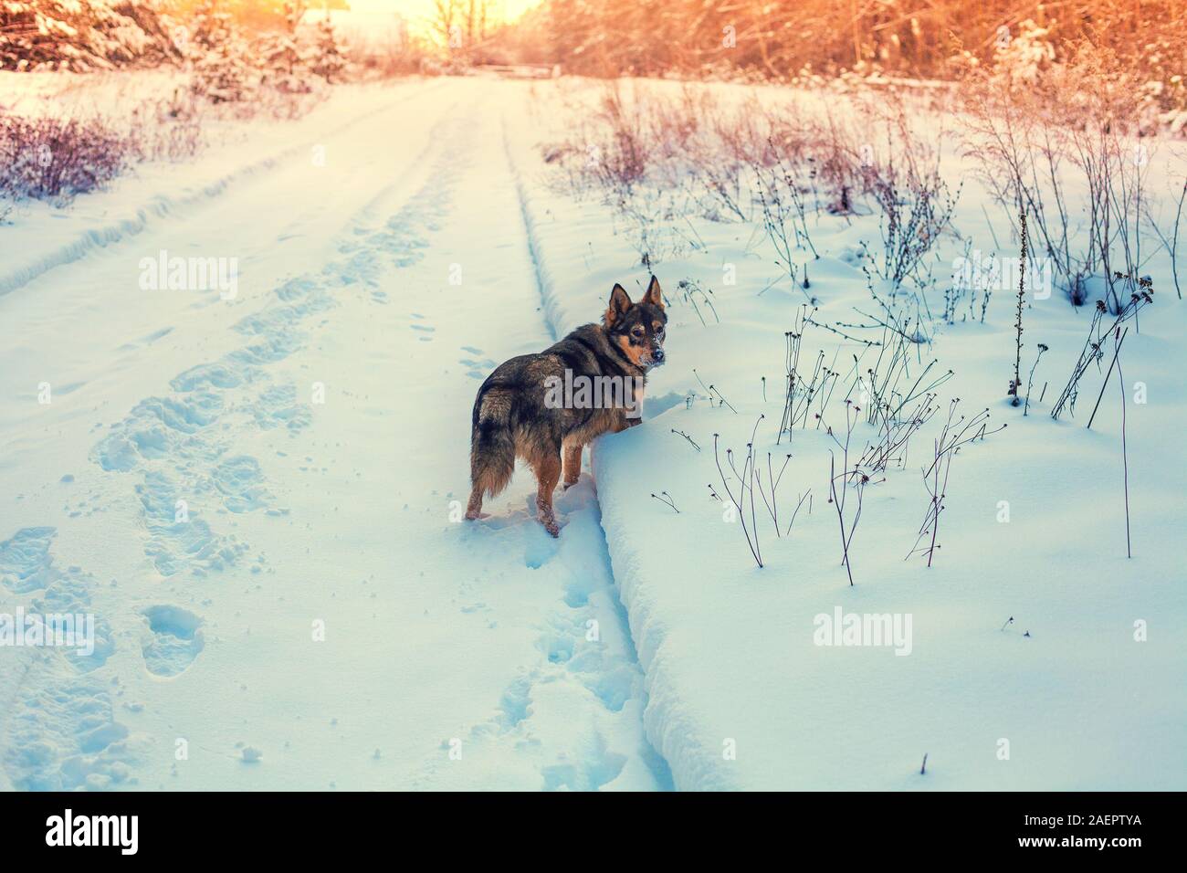 Hybride loup chien marche dans la campagne enneigée en hiver. Le chien reste à l'extérieur sur la route couverte de neige Banque D'Images