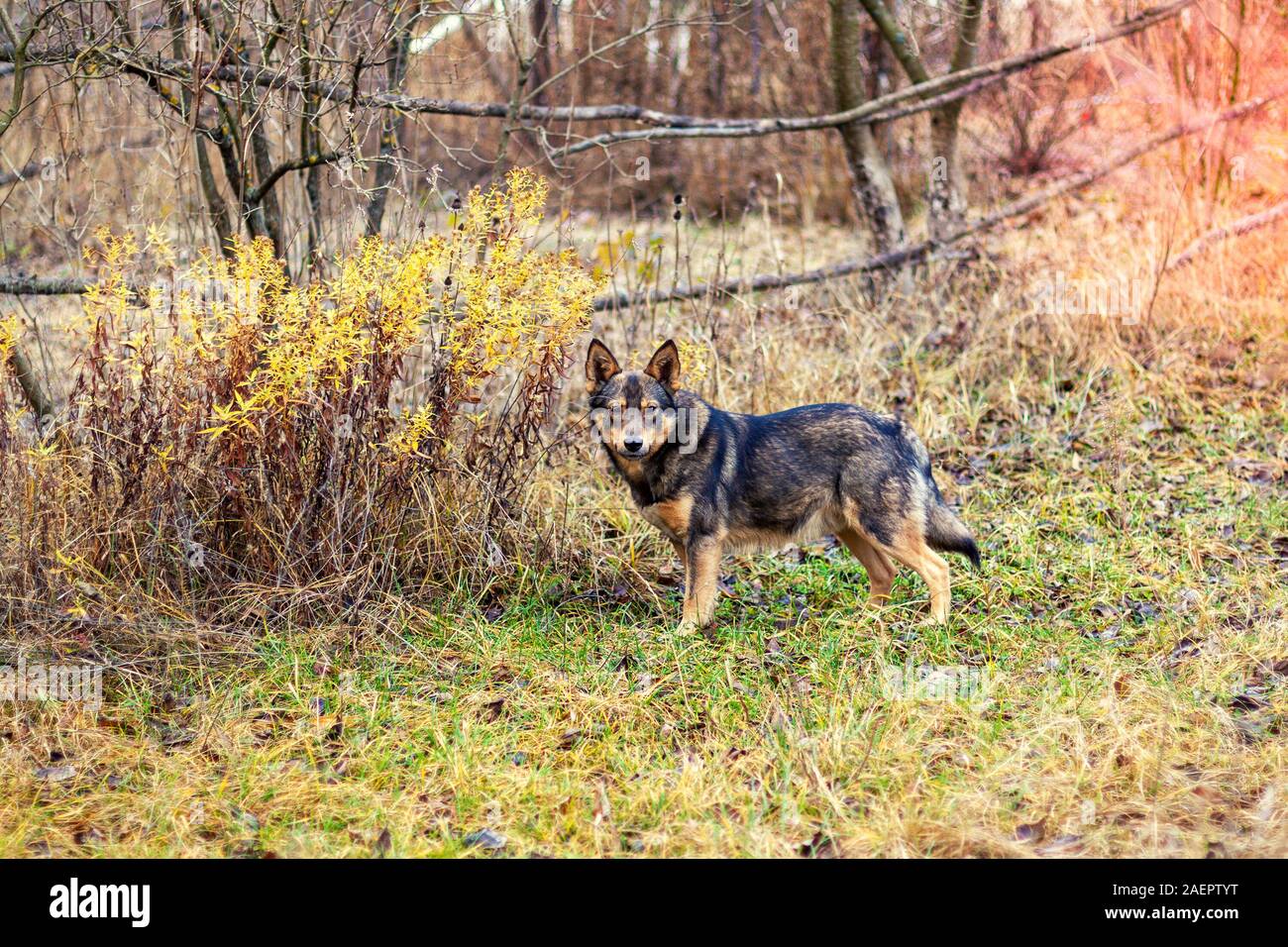 Hybride loup chien marche dans la forêt d'automne. Portrait d'un chien marche en plein air Banque D'Images
