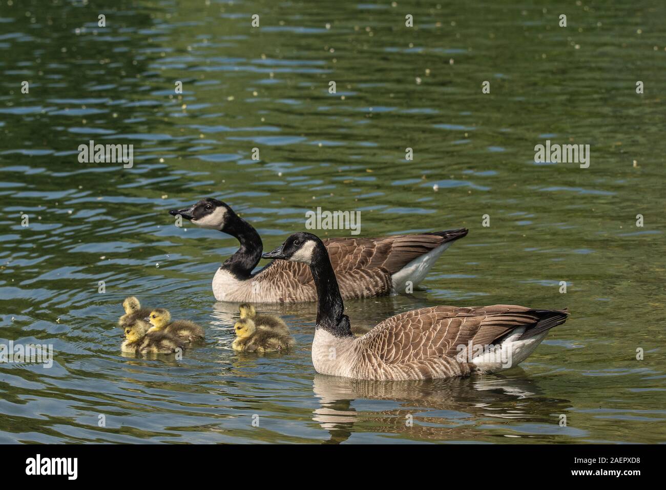 Goesseln Kanadagans, Paar mit (Branta canadensis) Canada Goose, paire et oisons • Baden-Württemberg, Allemagne Banque D'Images