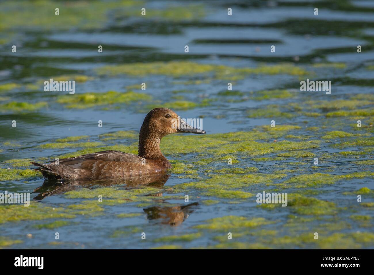 Weibchen, Tafelente (Aythya ferina milouin), femme • Bayern, Deutschland Banque D'Images