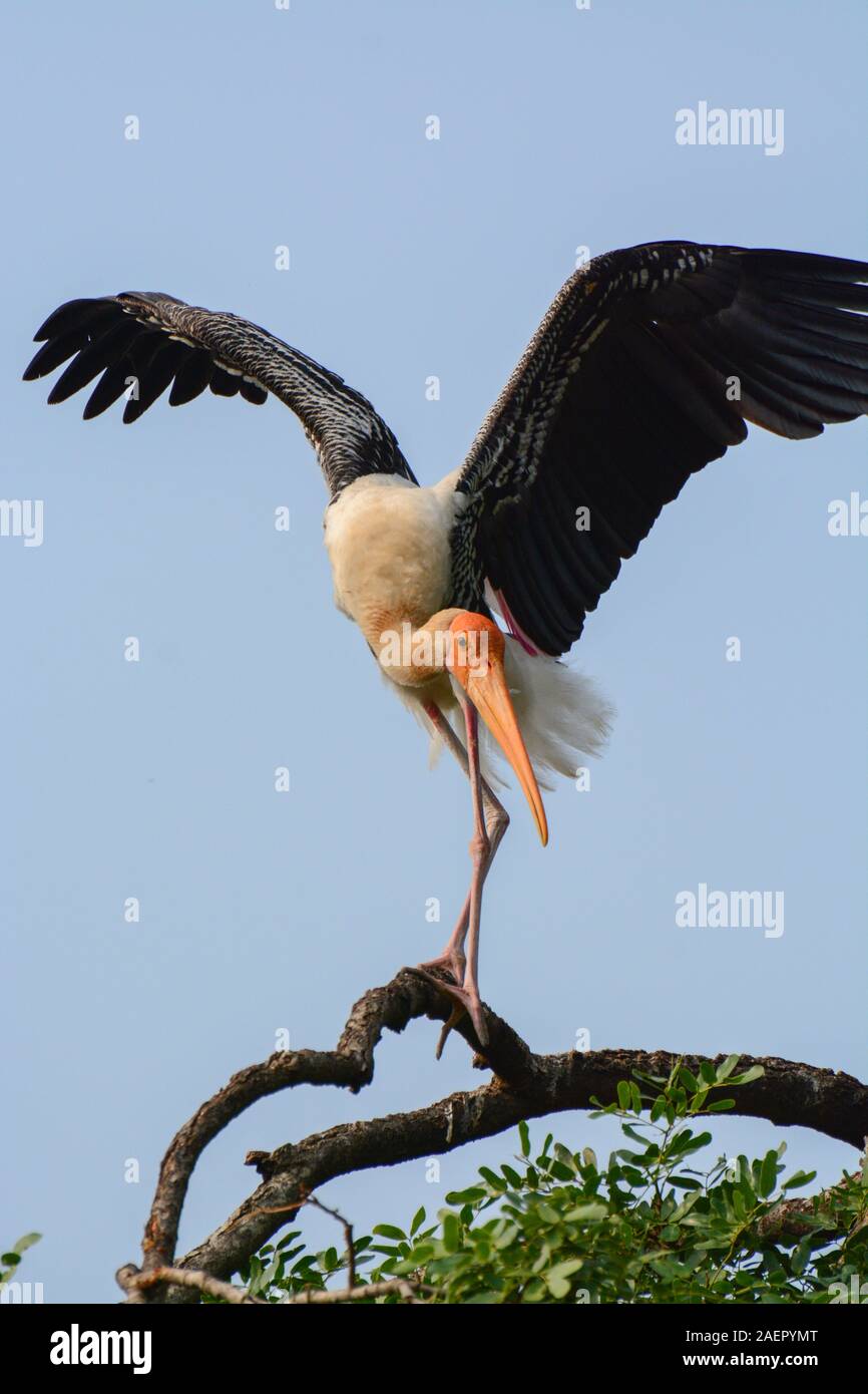 Cigogne peinte au Karnataka Inde Kokkarebellur Banque D'Images