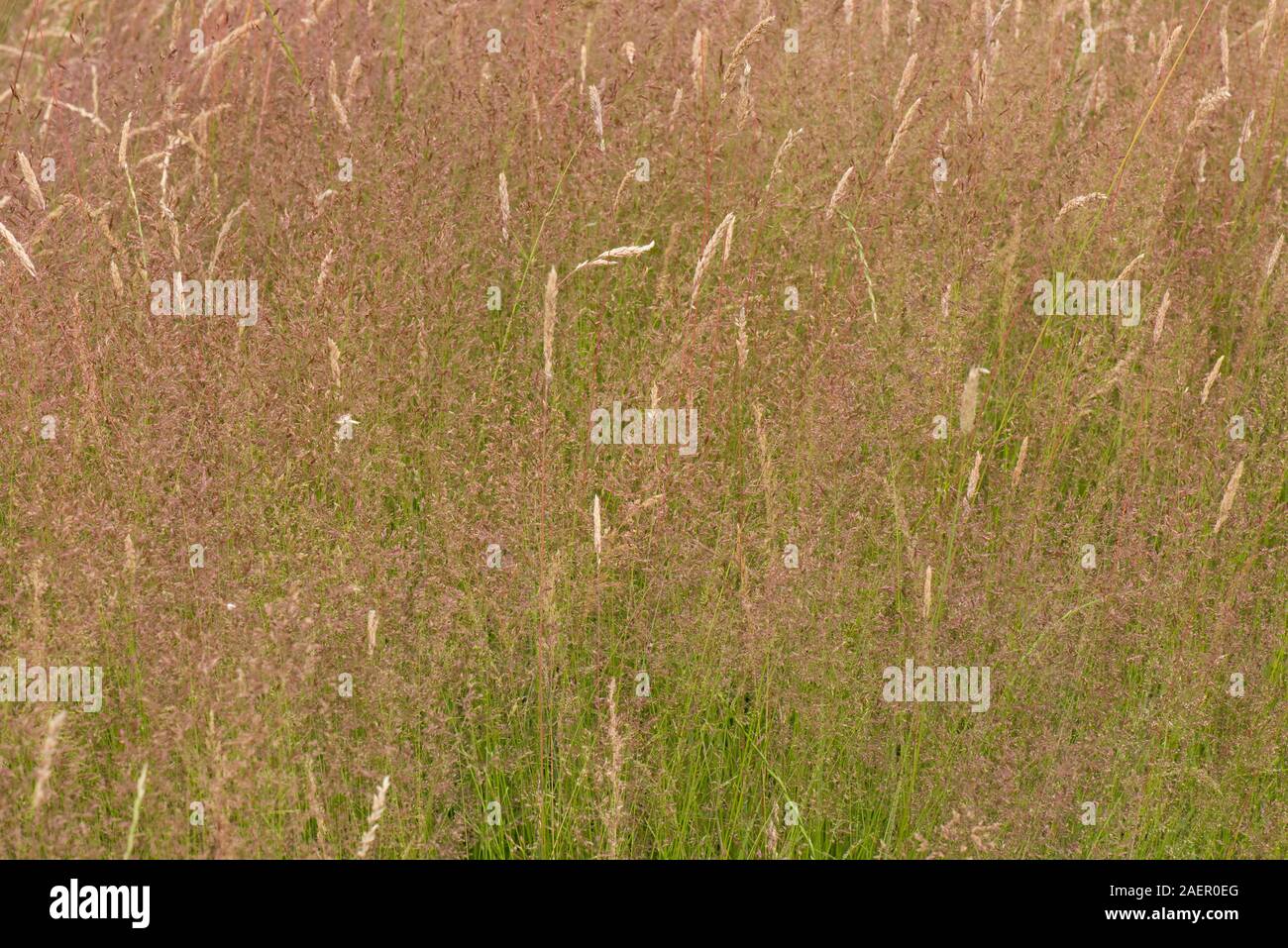 Bent commun (Agrostis capillaris) violet/rouge rhizomateuse dense et l'antennaire meadow grass en fleur, Berkshire, Juillet Banque D'Images