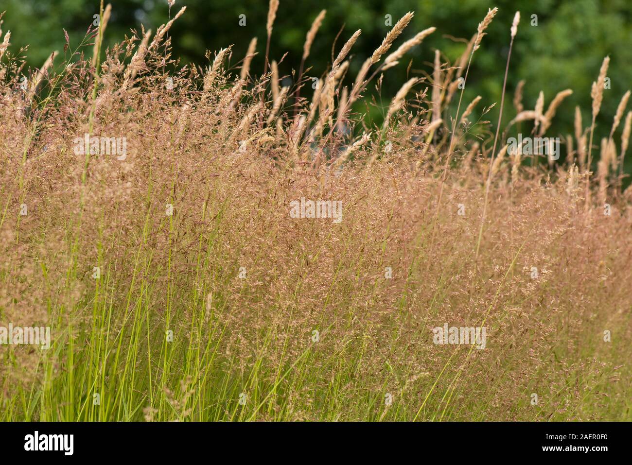 Bent commun (Agrostis capillaris) violet/rouge rhizomateuse dense et l'antennaire meadow grass en fleur, Berkshire, Juillet Banque D'Images