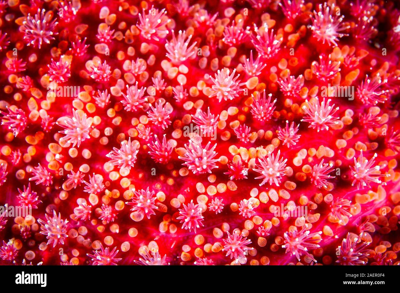 Gros plan d'une texture Sunstar épineuse Banque D'Images