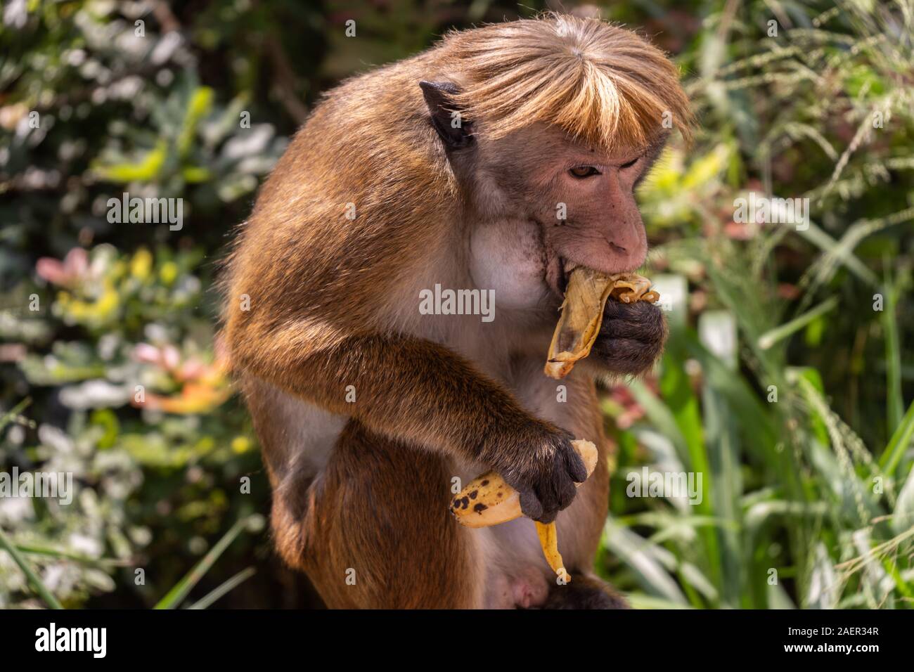 Red-haired singe avec un drôle de hairstyle mange une banane Banque D'Images