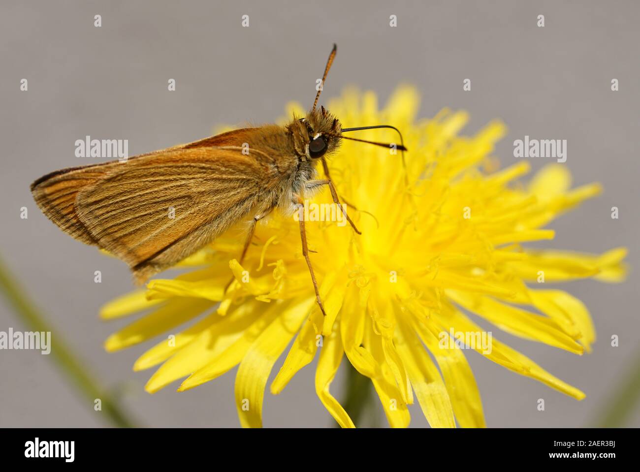 Papillon sur le pissenlit Banque D'Images