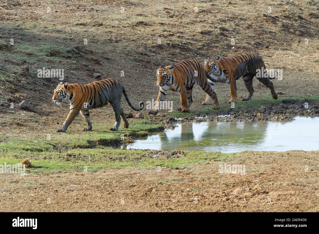 Femme Tigre du Bengale (Panthera tigris tigris) et deux tigres adultes sous l'eau à un étang, Tadoba Andhari Tiger Reserve, l'État du Maharashtra, Inde Banque D'Images