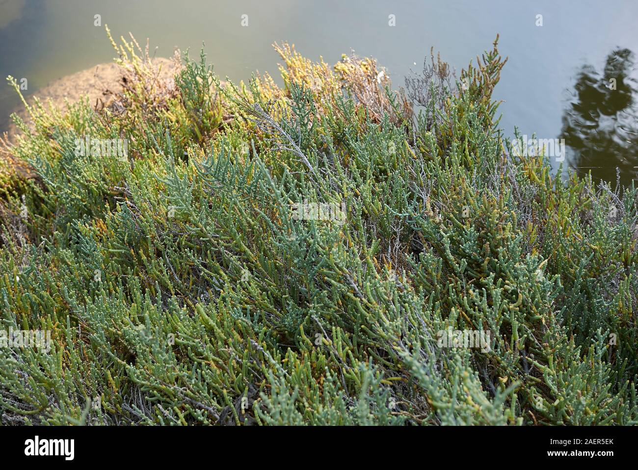 Salicornia plantes dans un marais salé Banque D'Images