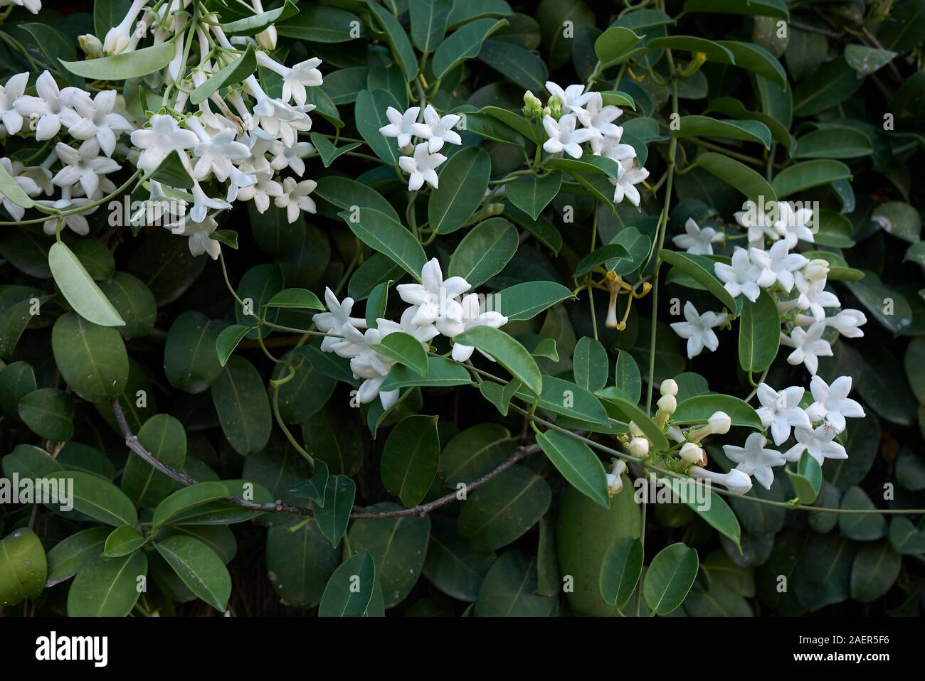 Fleurs blanches de Stephanotis floribunda plante Photo Stock - Alamy