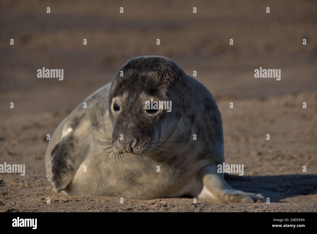Mignon Bebe Phoque Gris Sur Une Plage Dans Le Lincolnshire Photo Stock Alamy