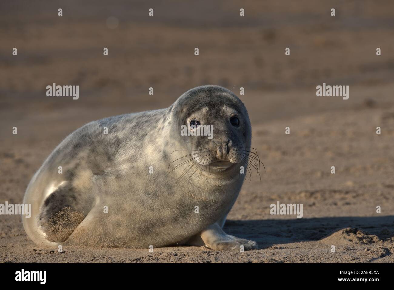 Mignon bébé phoque gris sur une plage dans le Lincolnshire. Banque D'Images