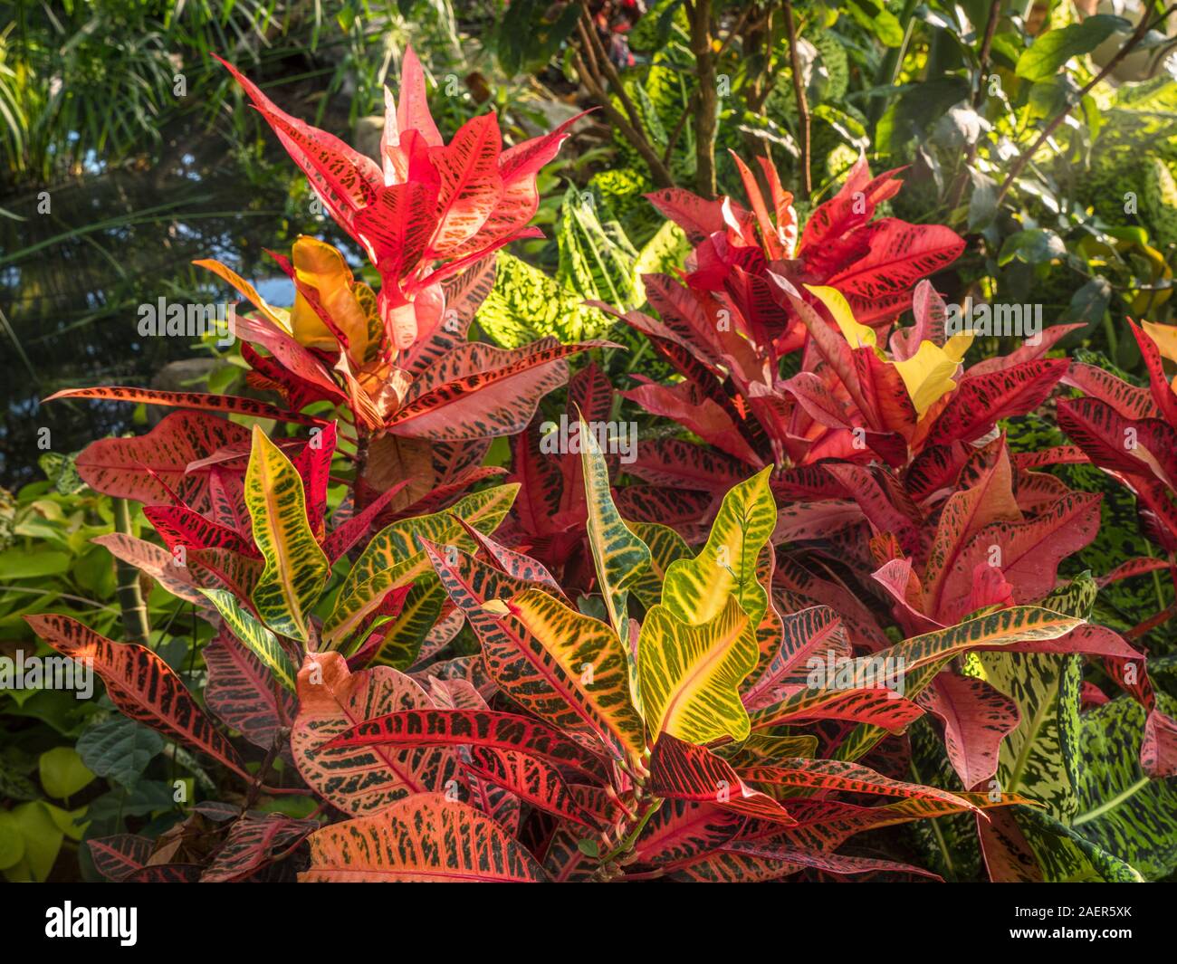 Croton 'jardin' var Codiaeum variegatum pictum NERVIA une espèce de plante de la famille des Euphorbiaceae genre Codiaeum,. Originaire d'Indonésie, la Malaisie, l'Australie, et l'ouest de l'océan Pacifique, de plus en plus de forêts ouvertes et gommage Banque D'Images