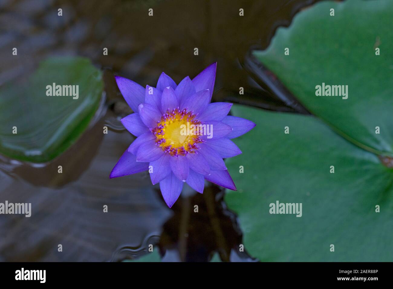 Nénuphar bleu (Nymphaea stellata) Banque D'Images