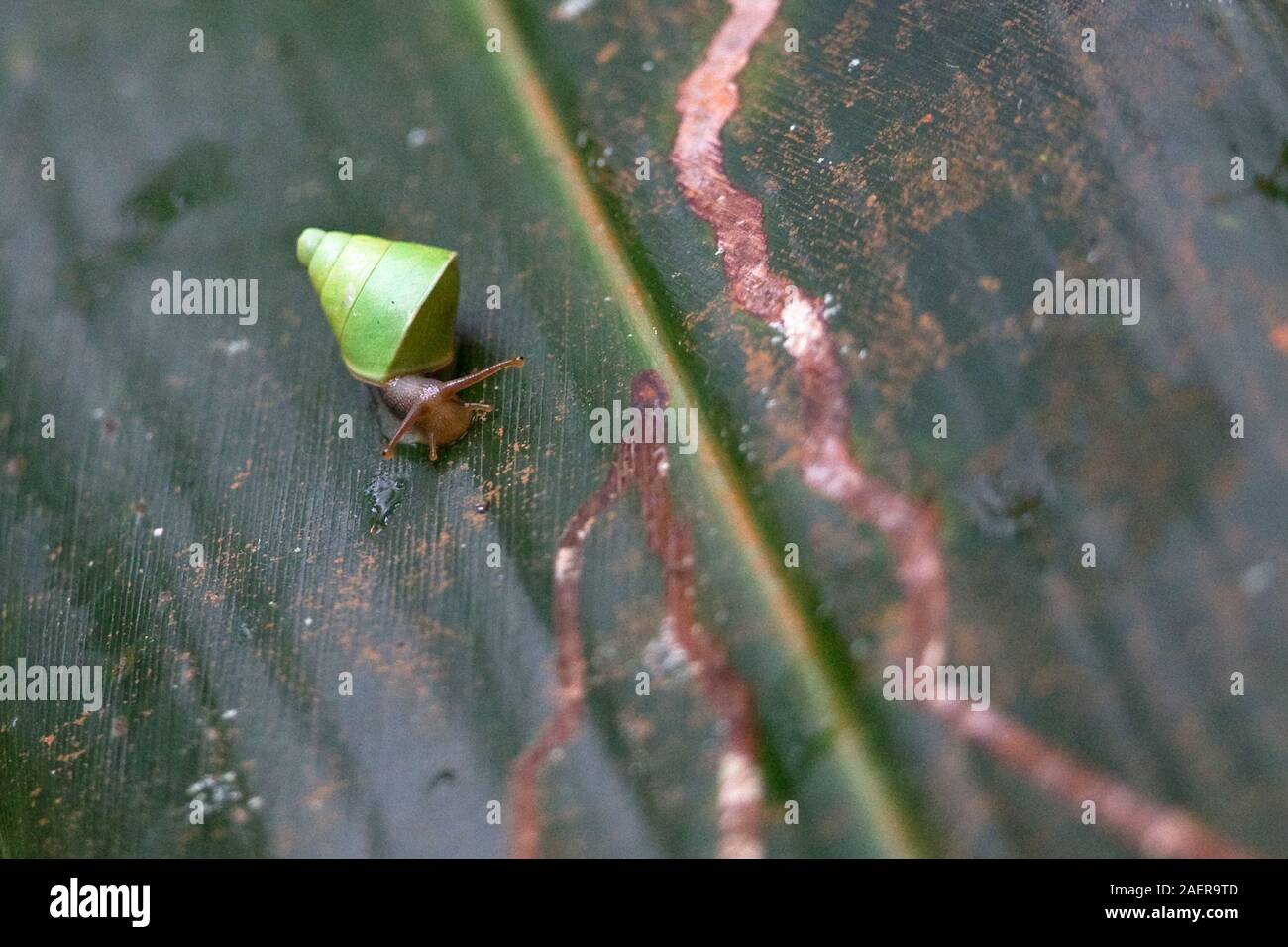 Sri Lanka (Beddomea albizonatus escargot vert) Banque D'Images