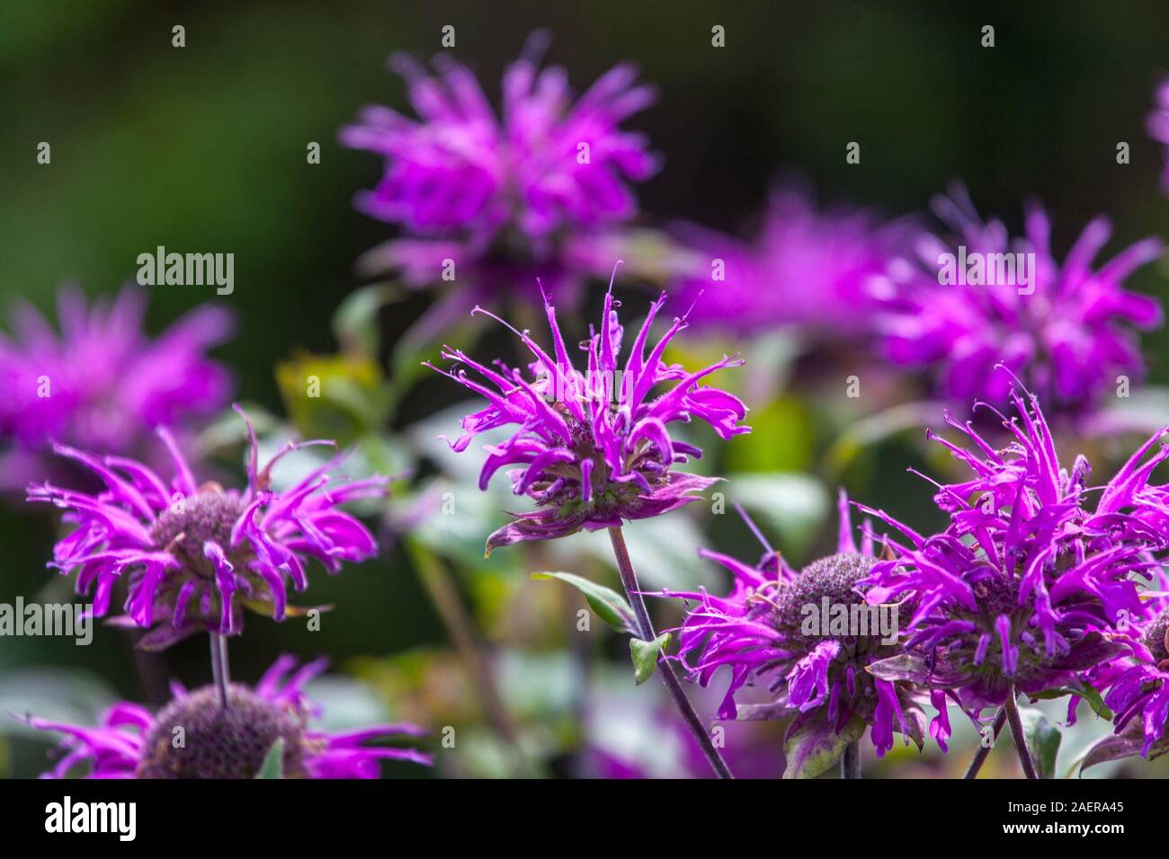 Purple Monarda didyma 'Dark Ponticum' Banque D'Images