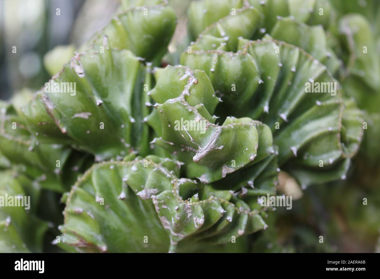 L'Euphorbia lactea cristata Elkhorn Banque D'Images